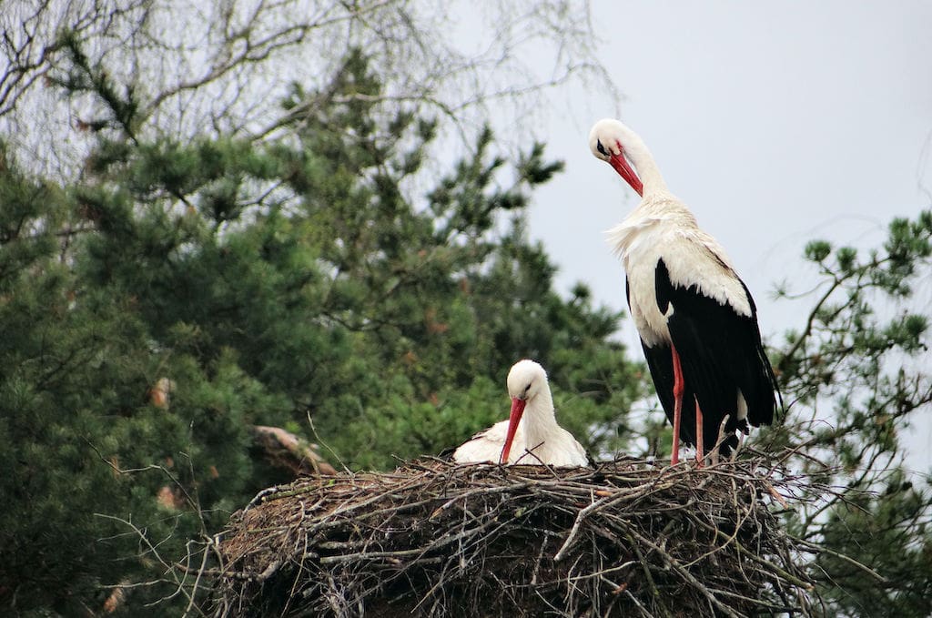 European White Storks in Shenduruny Wildlife Sanctuary, Kollam