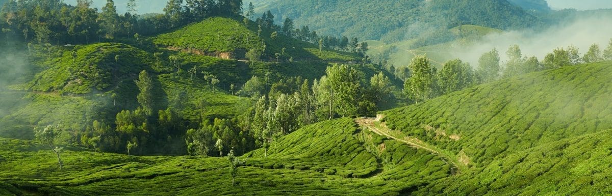 Tea plantation in Munnar, Kerala, India.