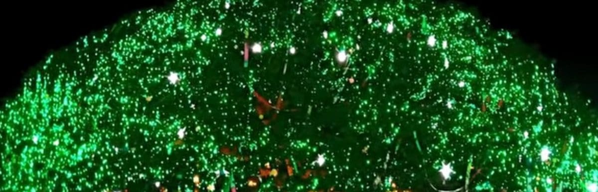 natural-xmas-tree-fort-kochi