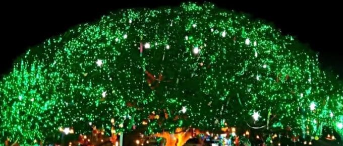 natural-xmas-tree-fort-kochi