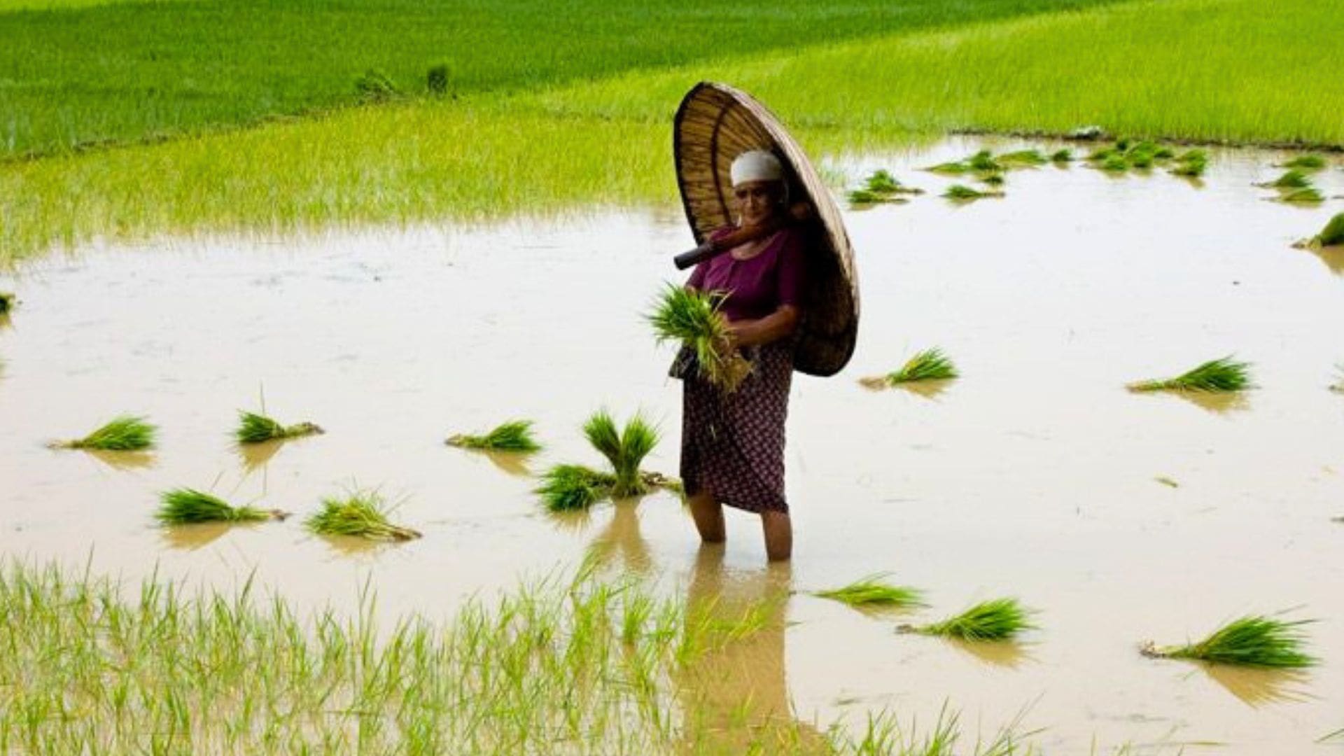 Paddy-Field-in-Kuttanad