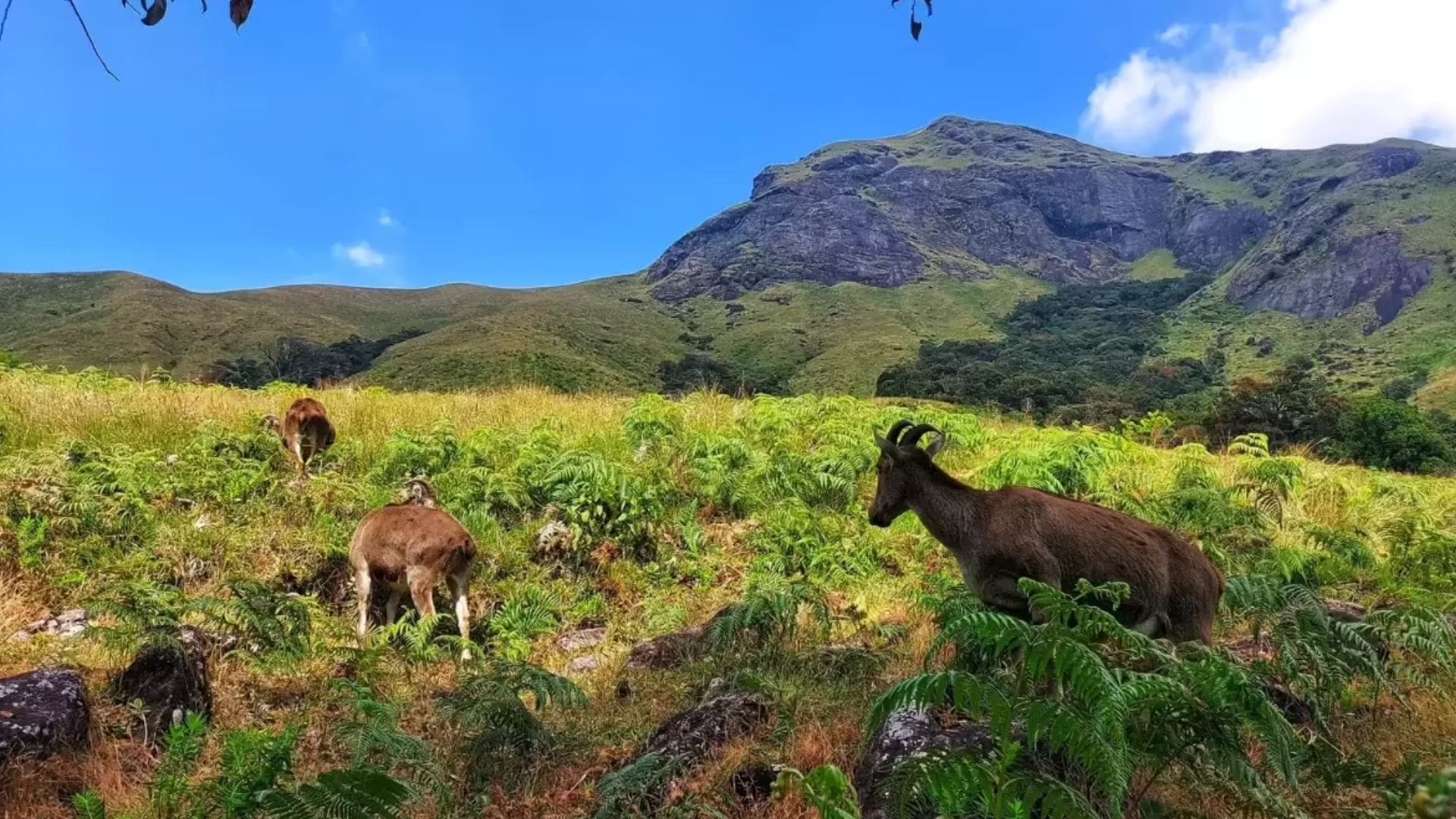 eravikulam-national-park