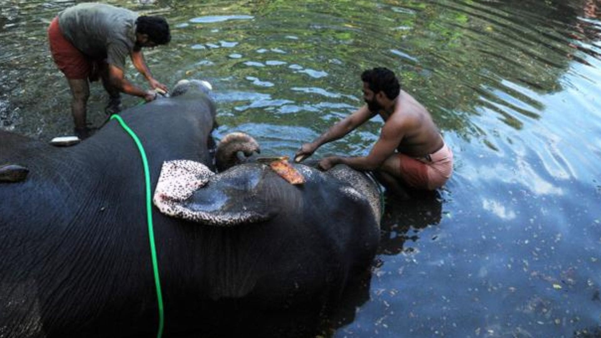 elephant-kerala