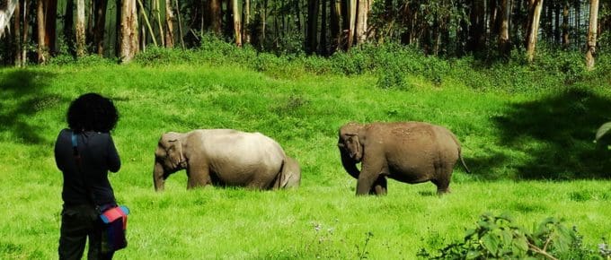 mattupetty-munnar