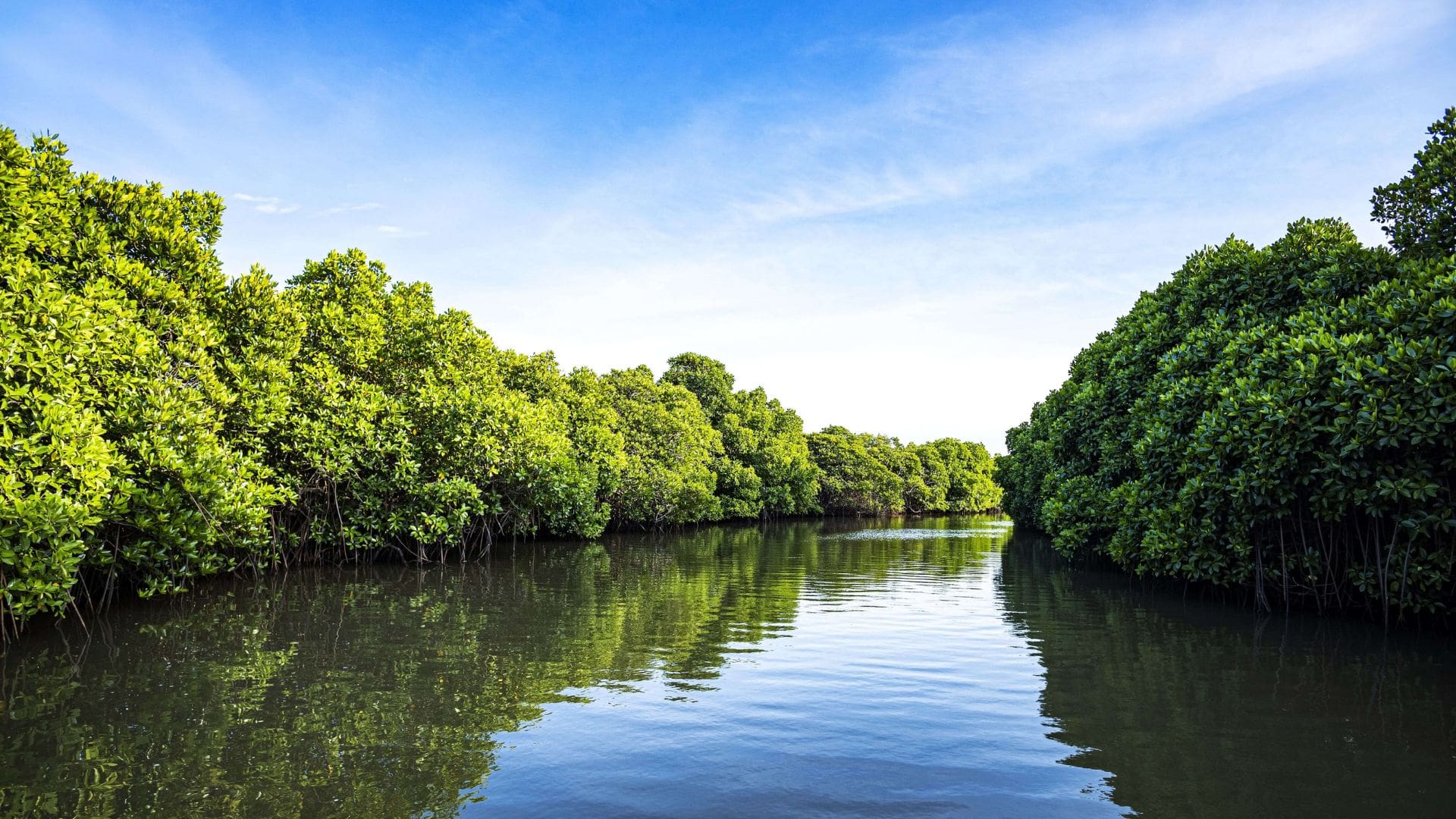 pichavaram-mangrove