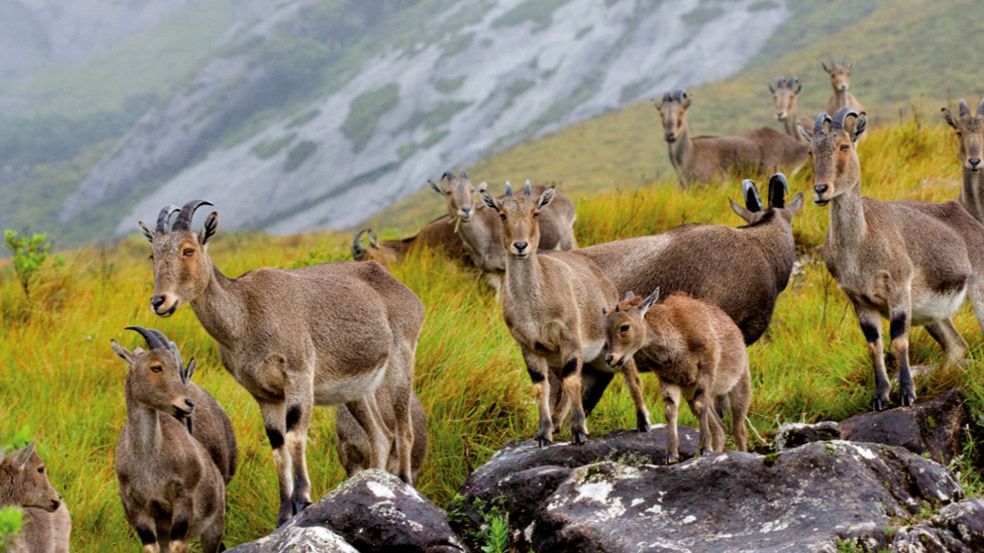 eravikulam-national-parks