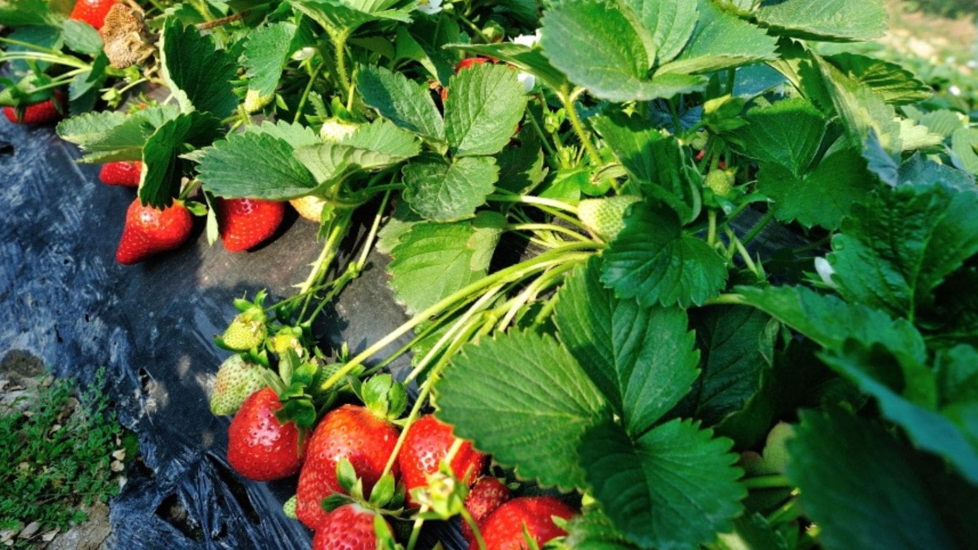 strawberry-farm-vattavada