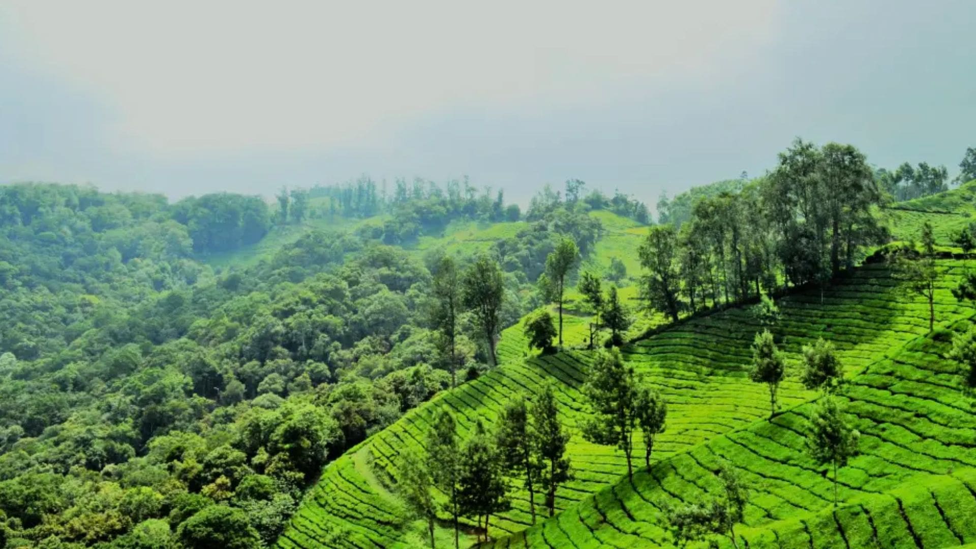 kerala-weather