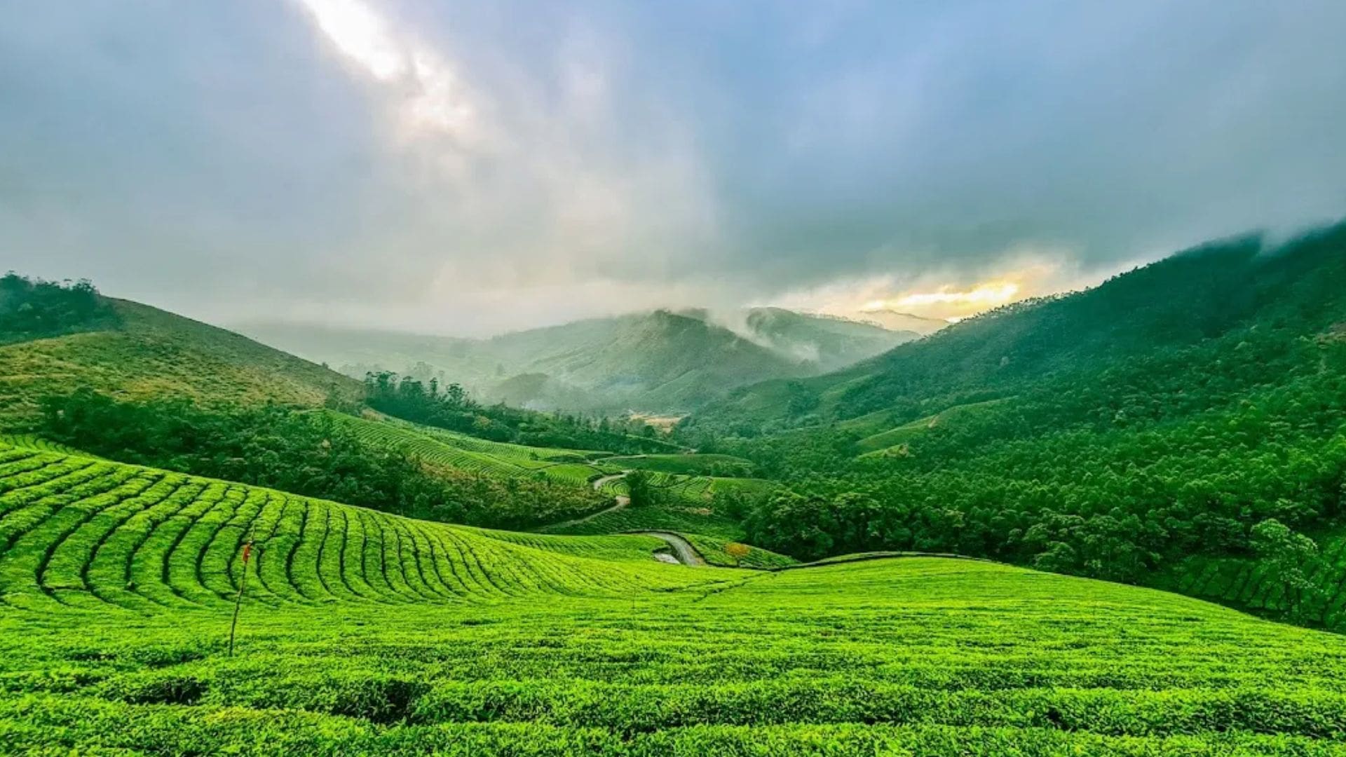 lakshmi-estate-munnar
