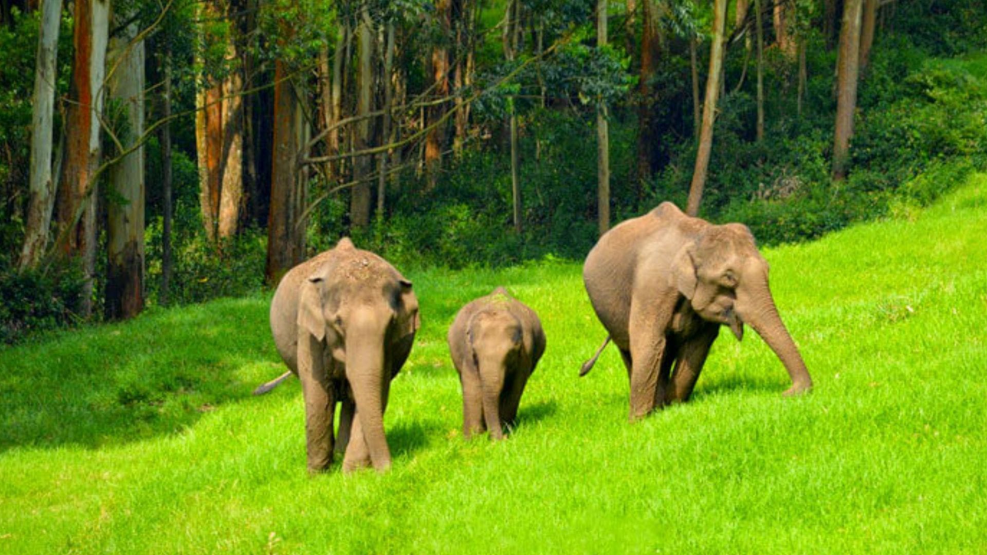 pullu-medu-elephant-view-point
