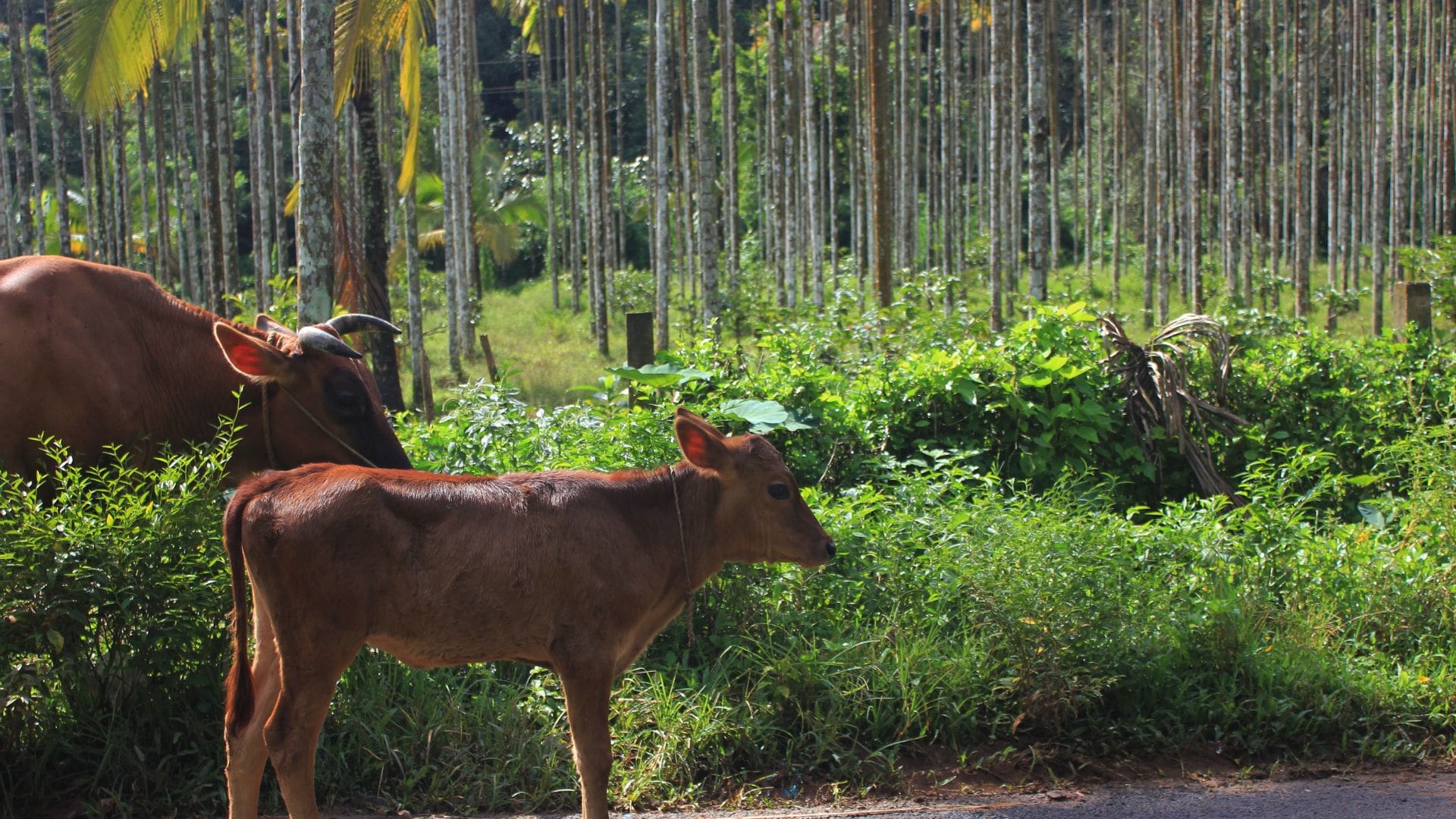cow-kerala