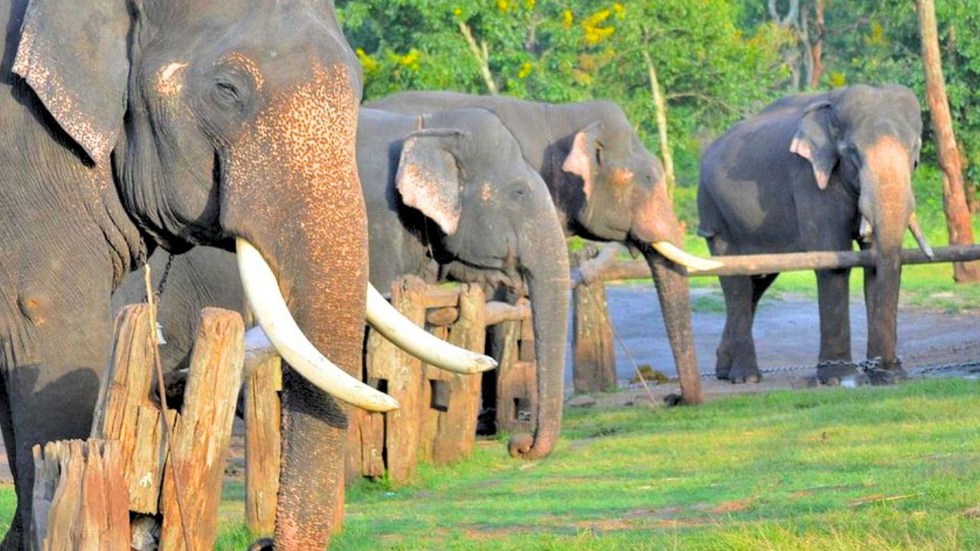 theppakkadu-elephant-camp