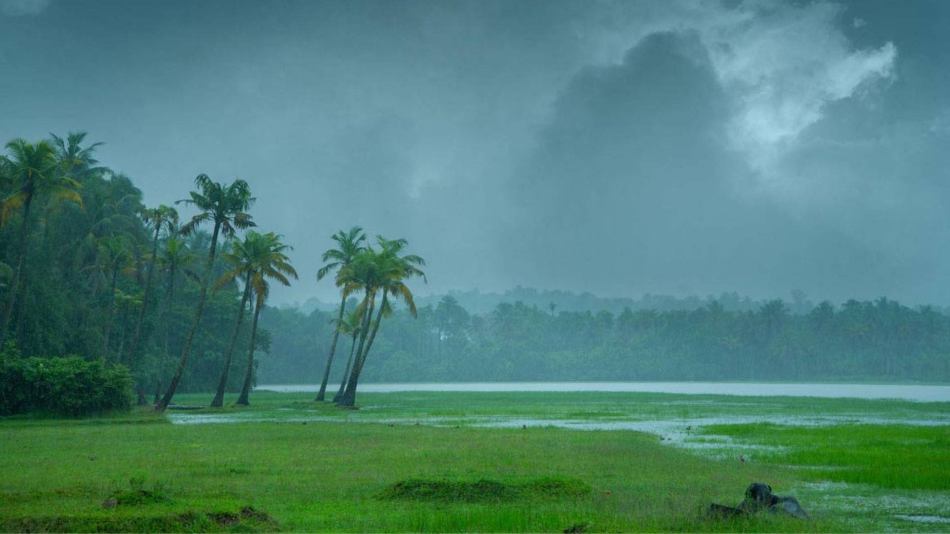Kerala in June- Weather, Things to Do and What to Wear