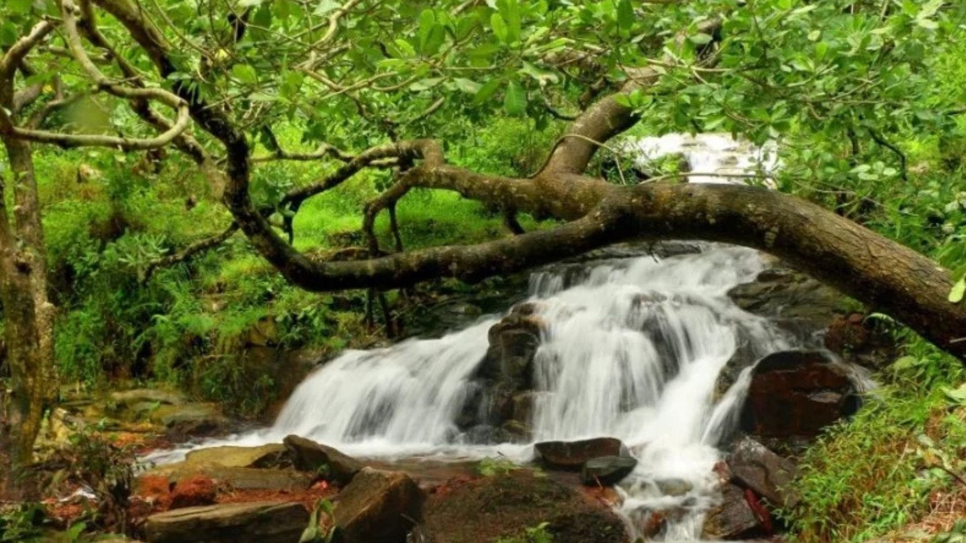 arbi-falls