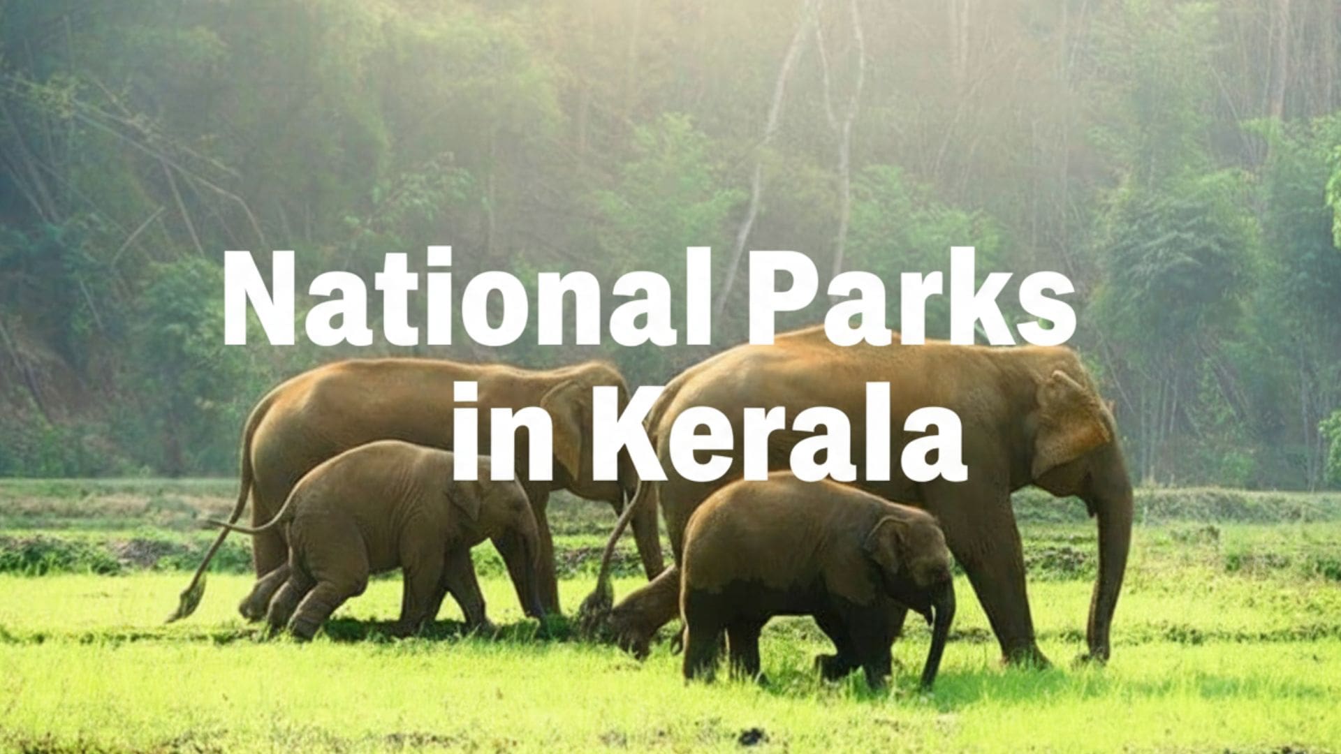 Which Popular National Parks in Kerala Should You Not Miss?