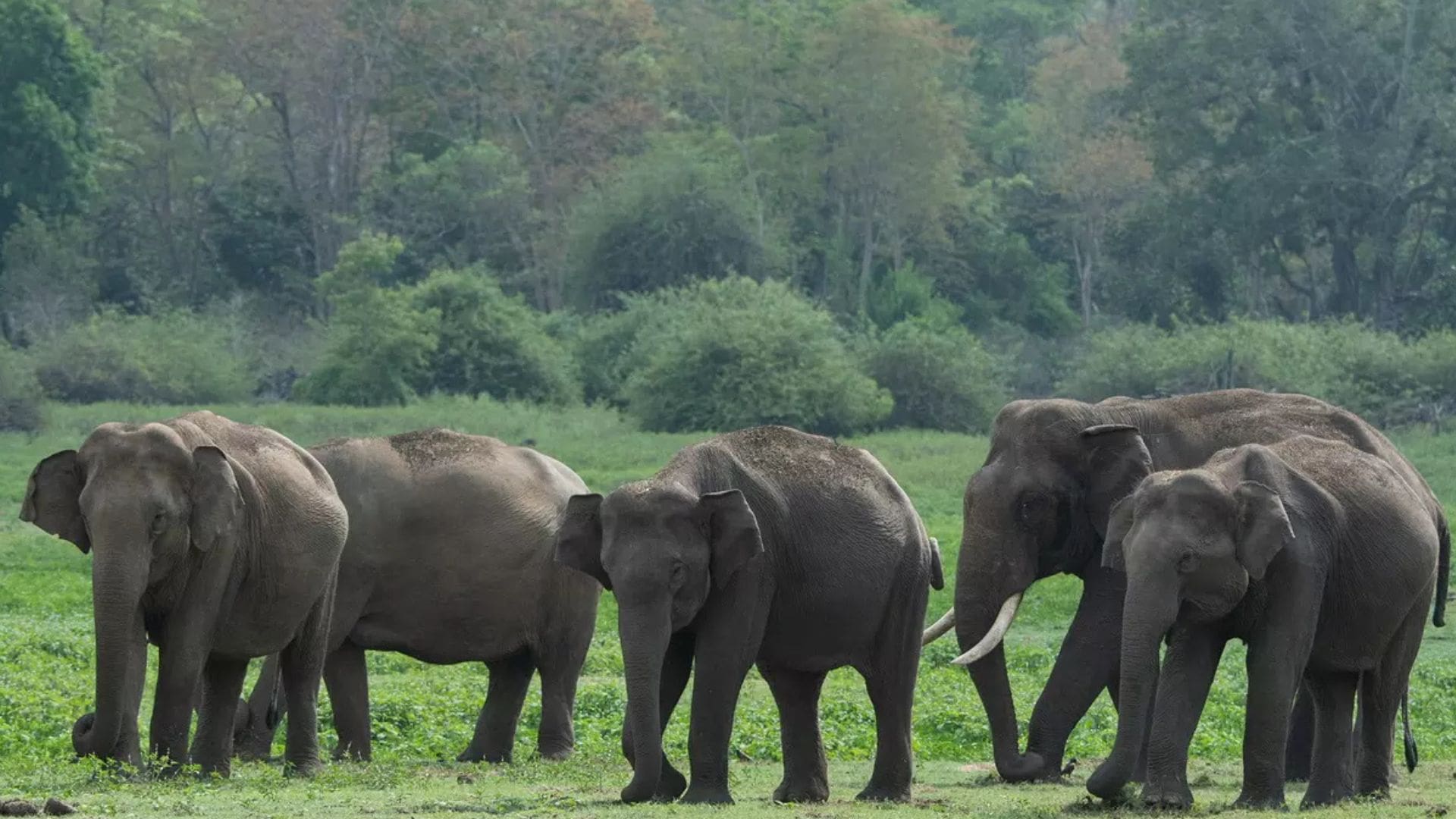 bandipur-national-park
