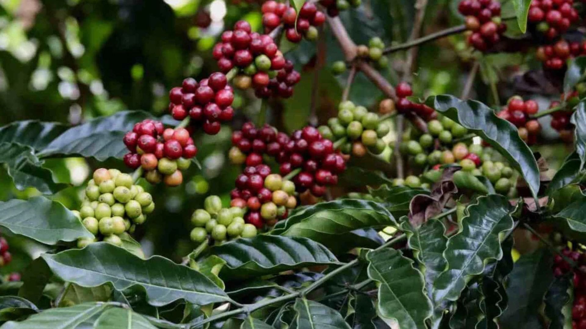coffee-plantation-tour
