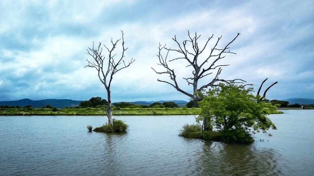 moyar-river-masinagudi