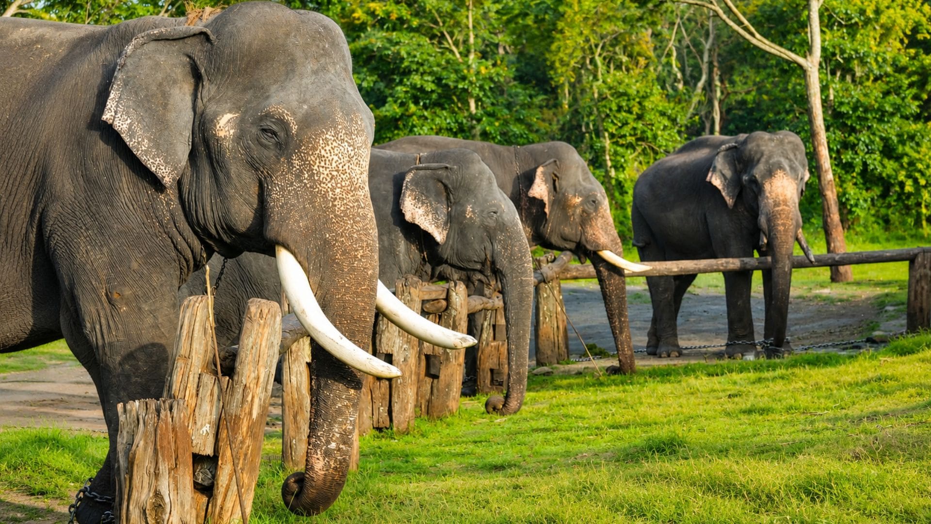 theppakadu-elephant-camp