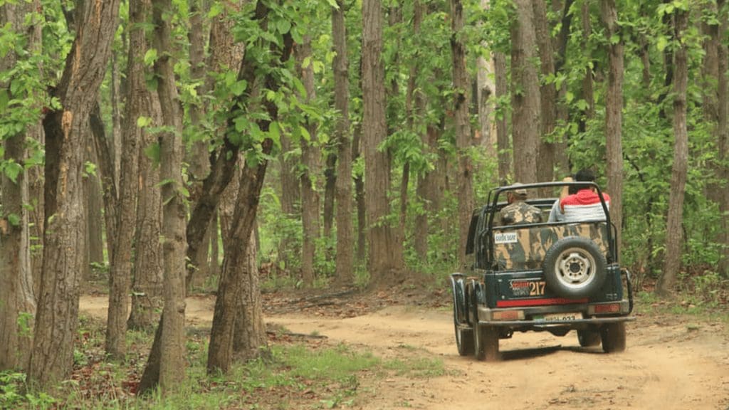 things-to-do-in-mudumalai
