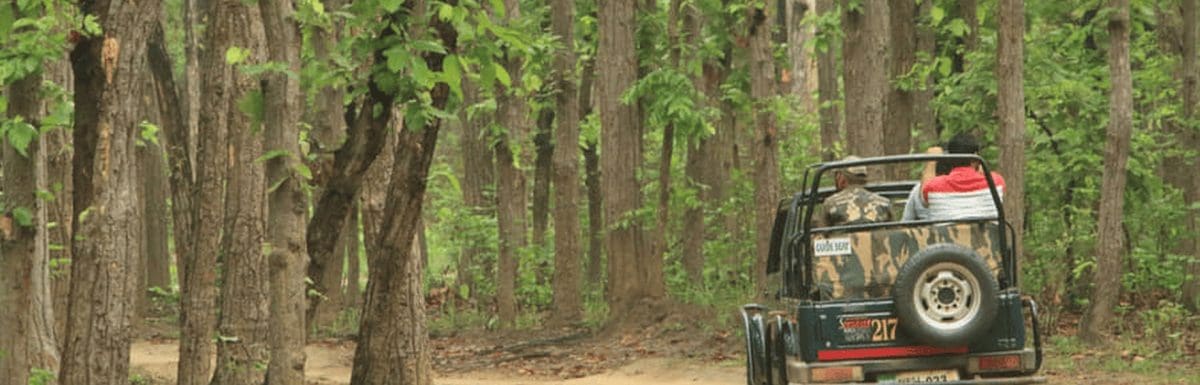 things-to-do-in-mudumalai