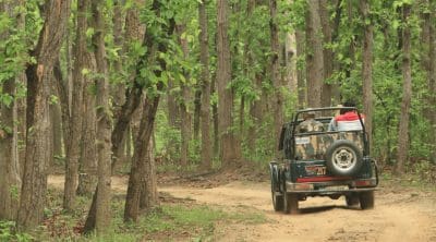 things-to-do-in-mudumalai