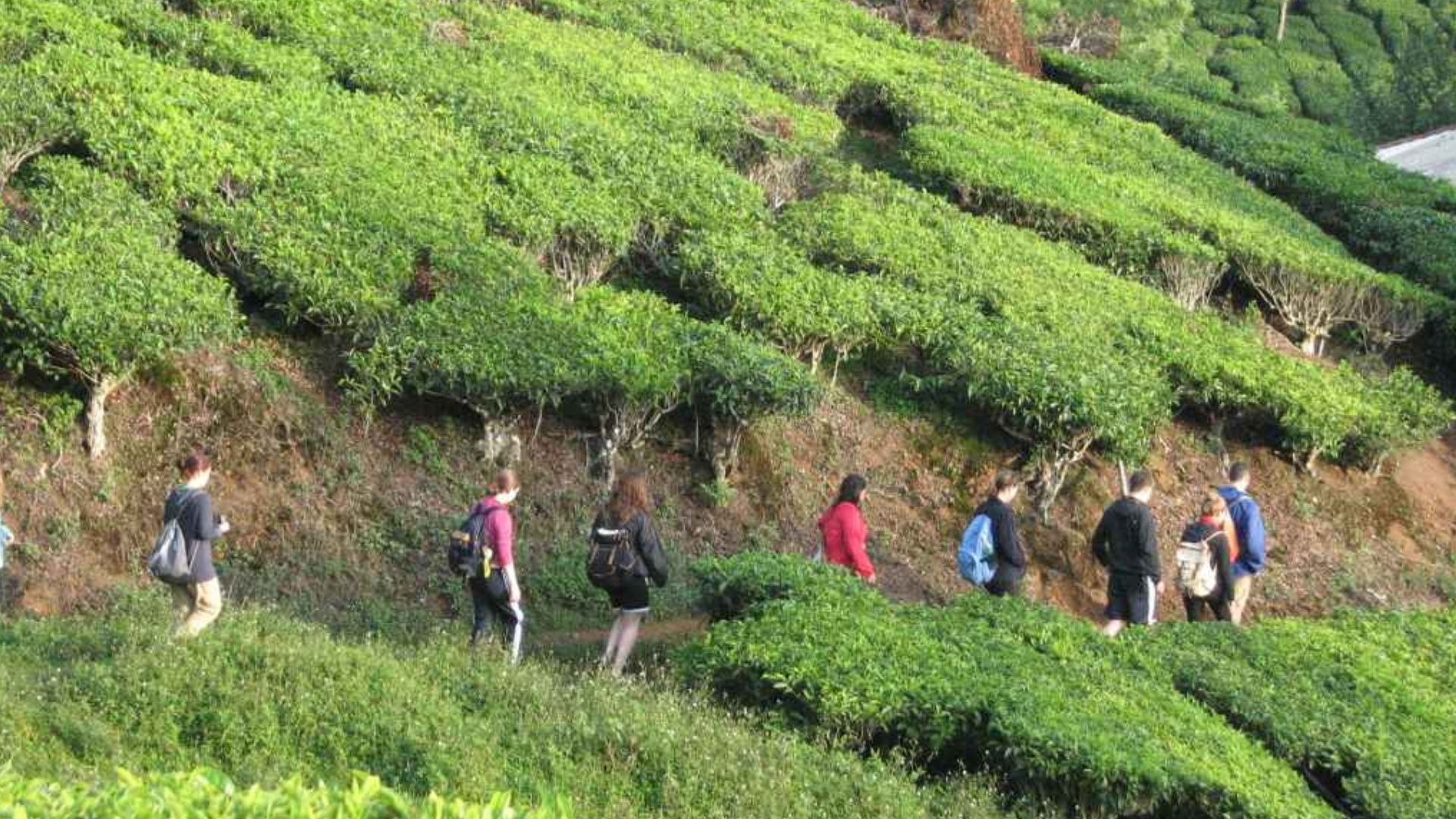 kolukkumalai-travel-guide-trekking