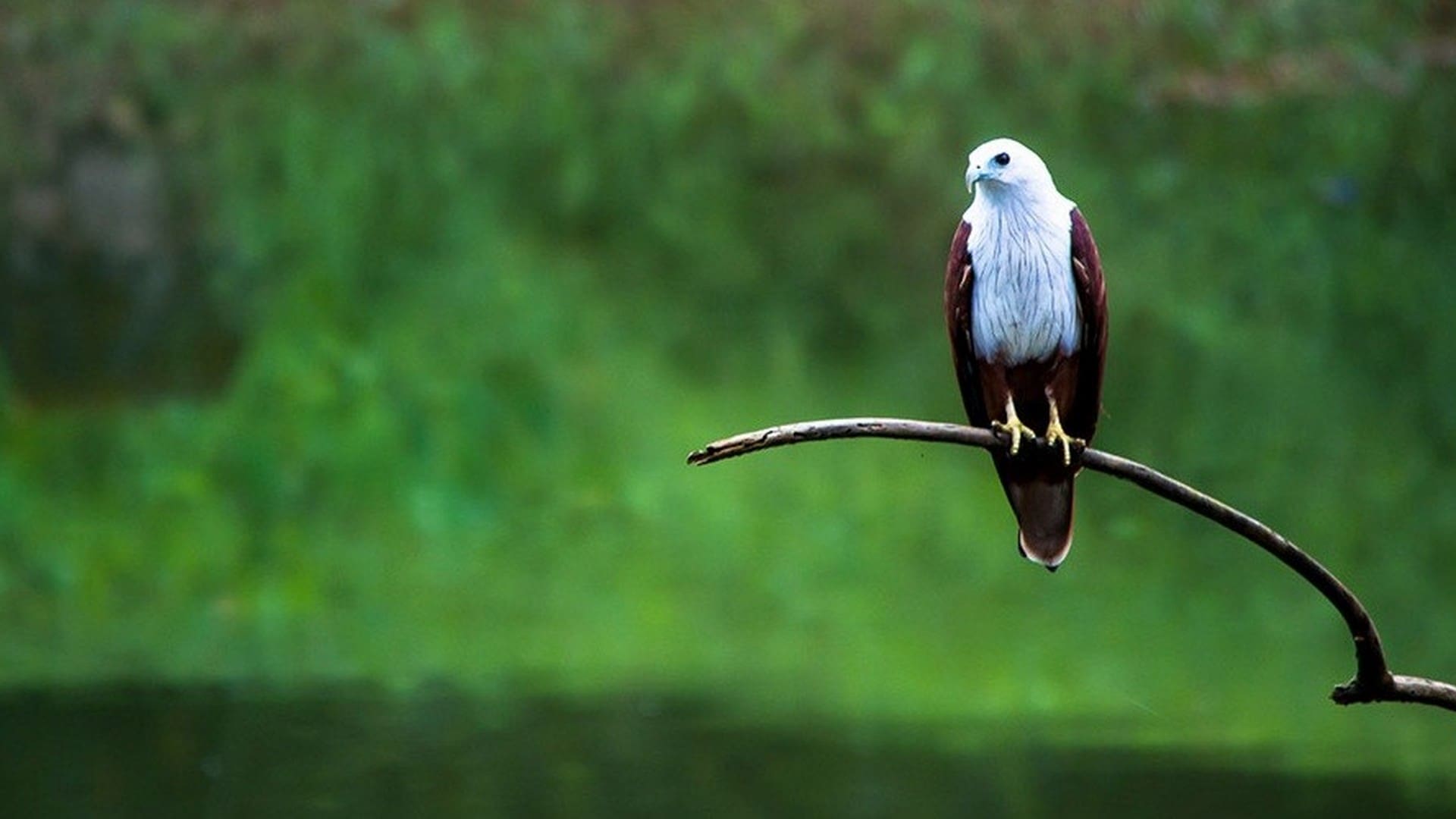 Thattekad Bird Sanctuary Kerala-Fees, Photos, Timings & Guide